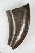 Bargain Tyrannosaur Tooth - Hell Creek Formation #13114-1